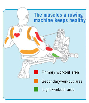 Rowing Muscles Workout