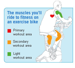 Exercise bikes Workout Muscles