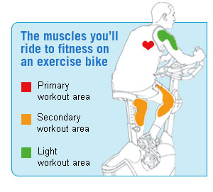 Exercise bikes Workout Muscles