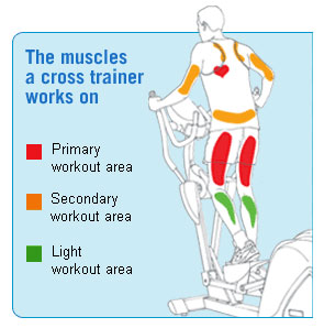 Elliptical Workout Muscle groups